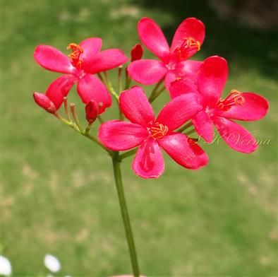  Inflorescence with male flowers, female flowers fallen